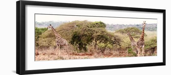 Awesome South Africa Collection Panoramic - Three Giraffes II-Philippe Hugonnard-Framed Photographic Print