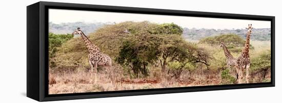 Awesome South Africa Collection Panoramic - Three Giraffes II-Philippe Hugonnard-Framed Stretched Canvas