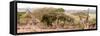 Awesome South Africa Collection Panoramic - Three Giraffes II-Philippe Hugonnard-Framed Stretched Canvas