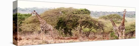 Awesome South Africa Collection Panoramic - Three Giraffes II-Philippe Hugonnard-Stretched Canvas