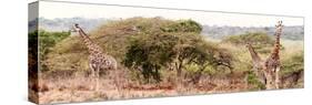 Awesome South Africa Collection Panoramic - Three Giraffes II-Philippe Hugonnard-Stretched Canvas