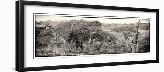 Awesome South Africa Collection Panoramic - Three Giraffes III-Philippe Hugonnard-Framed Photographic Print