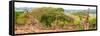 Awesome South Africa Collection Panoramic - Three Giraffes-Philippe Hugonnard-Framed Stretched Canvas