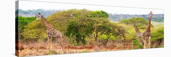 Awesome South Africa Collection Panoramic - Three Giraffes-Philippe Hugonnard-Stretched Canvas