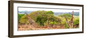 Awesome South Africa Collection Panoramic - Three Giraffes-Philippe Hugonnard-Framed Photographic Print