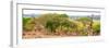 Awesome South Africa Collection Panoramic - Three Giraffes-Philippe Hugonnard-Framed Photographic Print