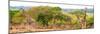 Awesome South Africa Collection Panoramic - Three Giraffes-Philippe Hugonnard-Mounted Photographic Print