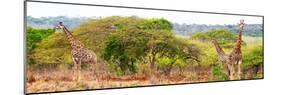 Awesome South Africa Collection Panoramic - Three Giraffes-Philippe Hugonnard-Mounted Photographic Print