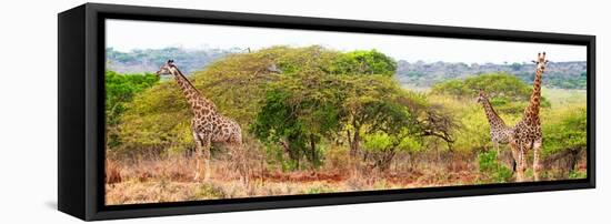 Awesome South Africa Collection Panoramic - Three Giraffes-Philippe Hugonnard-Framed Stretched Canvas