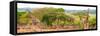 Awesome South Africa Collection Panoramic - Three Giraffes-Philippe Hugonnard-Framed Stretched Canvas