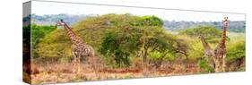 Awesome South Africa Collection Panoramic - Three Giraffes-Philippe Hugonnard-Stretched Canvas