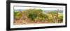 Awesome South Africa Collection Panoramic - Three Giraffes-Philippe Hugonnard-Framed Photographic Print