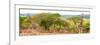 Awesome South Africa Collection Panoramic - Three Giraffes-Philippe Hugonnard-Framed Photographic Print