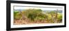 Awesome South Africa Collection Panoramic - Three Giraffes-Philippe Hugonnard-Framed Photographic Print