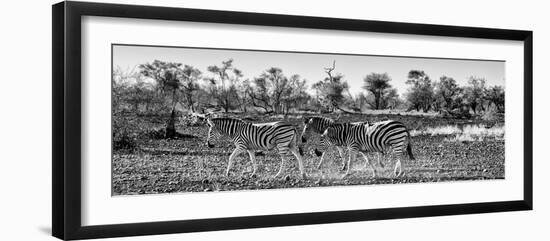 Awesome South Africa Collection Panoramic - Three Zebra B&W-Philippe Hugonnard-Framed Photographic Print