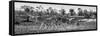 Awesome South Africa Collection Panoramic - Three Zebra B&W-Philippe Hugonnard-Framed Stretched Canvas