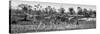 Awesome South Africa Collection Panoramic - Three Zebra B&W-Philippe Hugonnard-Stretched Canvas