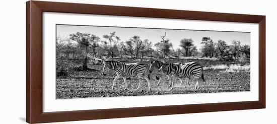 Awesome South Africa Collection Panoramic - Three Zebra B&W-Philippe Hugonnard-Framed Photographic Print