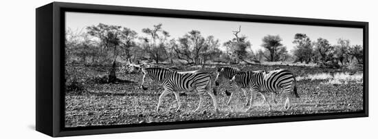 Awesome South Africa Collection Panoramic - Three Zebra B&W-Philippe Hugonnard-Framed Stretched Canvas