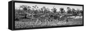 Awesome South Africa Collection Panoramic - Three Zebra B&W-Philippe Hugonnard-Framed Stretched Canvas
