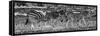 Awesome South Africa Collection Panoramic - Three Zebra II B&W-Philippe Hugonnard-Framed Stretched Canvas