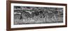 Awesome South Africa Collection Panoramic - Three Zebra II B&W-Philippe Hugonnard-Framed Photographic Print