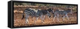 Awesome South Africa Collection Panoramic - Three Zebra II-Philippe Hugonnard-Framed Stretched Canvas