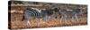 Awesome South Africa Collection Panoramic - Three Zebra II-Philippe Hugonnard-Stretched Canvas