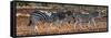 Awesome South Africa Collection Panoramic - Three Zebra II-Philippe Hugonnard-Framed Stretched Canvas