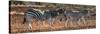 Awesome South Africa Collection Panoramic - Three Zebra II-Philippe Hugonnard-Stretched Canvas