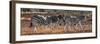 Awesome South Africa Collection Panoramic - Three Zebra II-Philippe Hugonnard-Framed Photographic Print