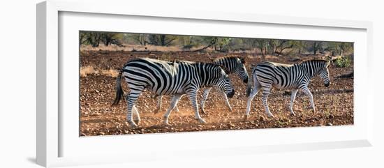 Awesome South Africa Collection Panoramic - Three Zebra II-Philippe Hugonnard-Framed Photographic Print