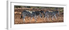 Awesome South Africa Collection Panoramic - Three Zebra II-Philippe Hugonnard-Framed Photographic Print