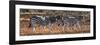 Awesome South Africa Collection Panoramic - Three Zebra II-Philippe Hugonnard-Framed Photographic Print