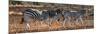 Awesome South Africa Collection Panoramic - Three Zebra II-Philippe Hugonnard-Mounted Photographic Print