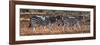 Awesome South Africa Collection Panoramic - Three Zebra II-Philippe Hugonnard-Framed Photographic Print