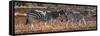 Awesome South Africa Collection Panoramic - Three Zebra II-Philippe Hugonnard-Framed Stretched Canvas