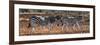 Awesome South Africa Collection Panoramic - Three Zebra II-Philippe Hugonnard-Framed Photographic Print