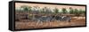 Awesome South Africa Collection Panoramic - Three Zebra-Philippe Hugonnard-Framed Stretched Canvas
