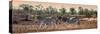 Awesome South Africa Collection Panoramic - Three Zebra-Philippe Hugonnard-Stretched Canvas