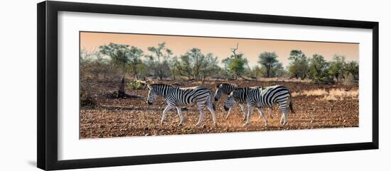 Awesome South Africa Collection Panoramic - Three Zebra-Philippe Hugonnard-Framed Photographic Print