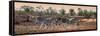 Awesome South Africa Collection Panoramic - Three Zebra-Philippe Hugonnard-Framed Stretched Canvas