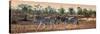 Awesome South Africa Collection Panoramic - Three Zebra-Philippe Hugonnard-Stretched Canvas