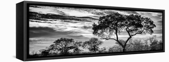 Awesome South Africa Collection Panoramic - Tree Silhouetted at Sunset B&W-Philippe Hugonnard-Framed Stretched Canvas