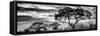 Awesome South Africa Collection Panoramic - Tree Silhouetted at Sunset B&W-Philippe Hugonnard-Framed Stretched Canvas