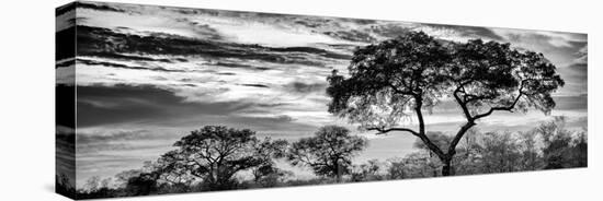 Awesome South Africa Collection Panoramic - Tree Silhouetted at Sunset B&W-Philippe Hugonnard-Stretched Canvas