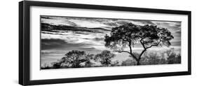 Awesome South Africa Collection Panoramic - Tree Silhouetted at Sunset B&W-Philippe Hugonnard-Framed Photographic Print