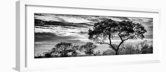 Awesome South Africa Collection Panoramic - Tree Silhouetted at Sunset B&W-Philippe Hugonnard-Framed Photographic Print