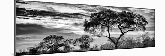 Awesome South Africa Collection Panoramic - Tree Silhouetted at Sunset B&W-Philippe Hugonnard-Mounted Photographic Print