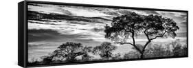 Awesome South Africa Collection Panoramic - Tree Silhouetted at Sunset B&W-Philippe Hugonnard-Framed Stretched Canvas